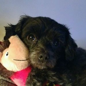 Meet your Posher, Jodie